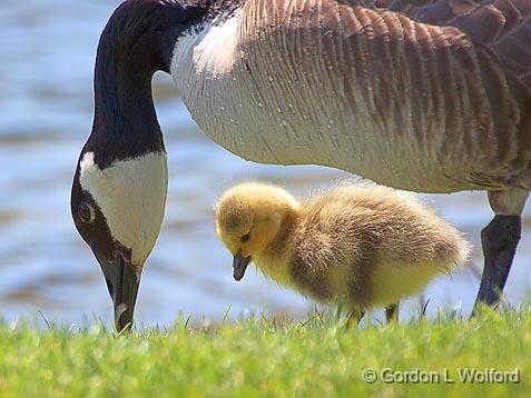 Goose & Gosling_25124.jpg - Canada Geese (Branta canadensis) photographed at Ottawa, Ontario, Canada.